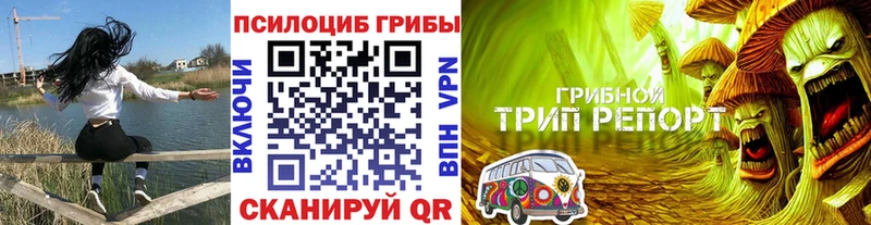 купить   Змеиногорск  Псилоцибиновые грибы Cubensis 